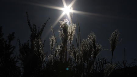Schilf-im-Sonnenschein-2.jpg