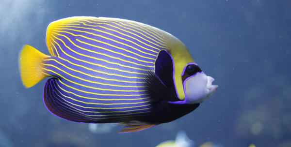 Fisch.jpg
