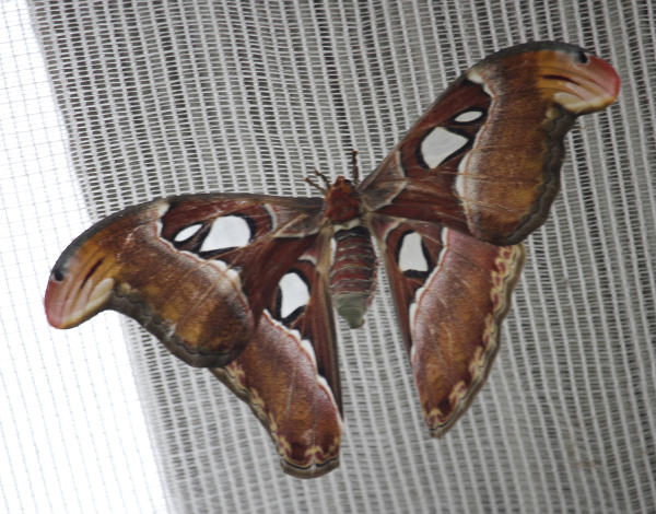 Schmetterling.jpg