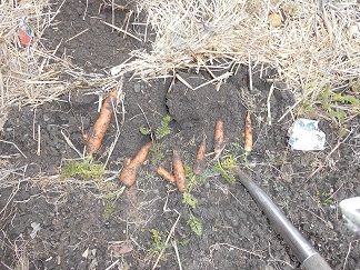 Möhren Februar 2017.JPG