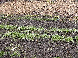 Ackersalat 2 Februar 2017.jpg