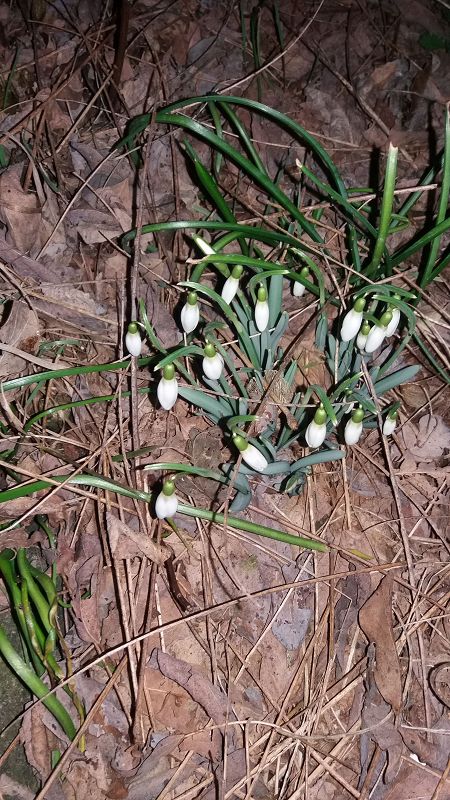 k-8schneeglöckchen.jpg