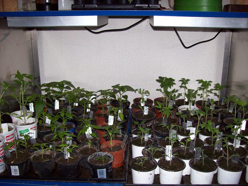 Wachstumskammer LED Aus.jpg