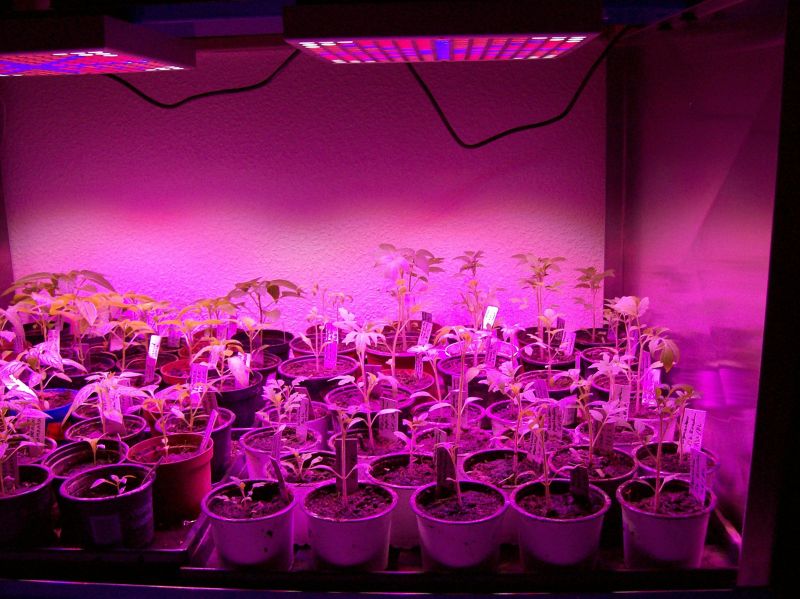Wachstumskammer LED Ein.jpg