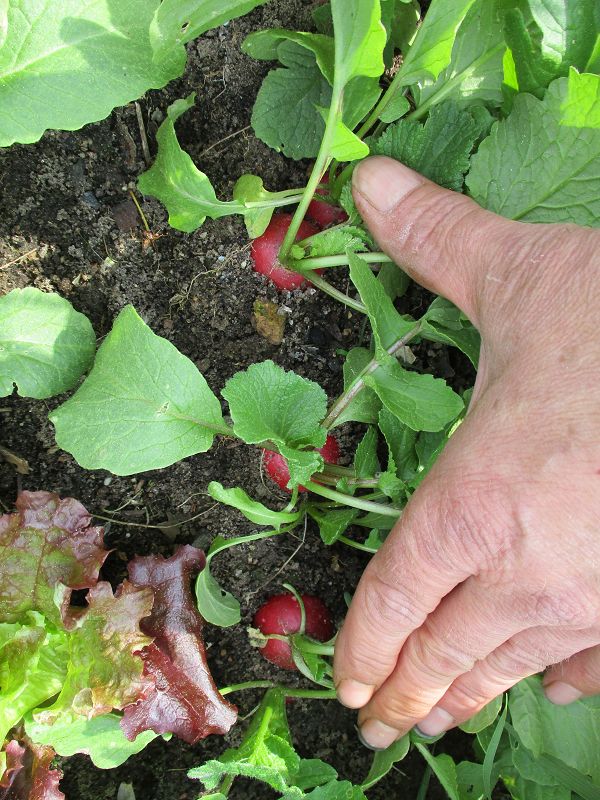 k-Frühe Radies2.jpg