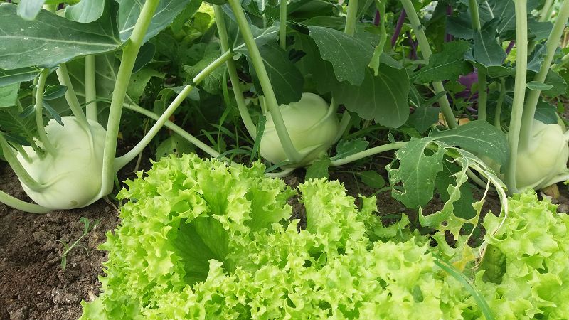 k-5Kohlrabi.jpg