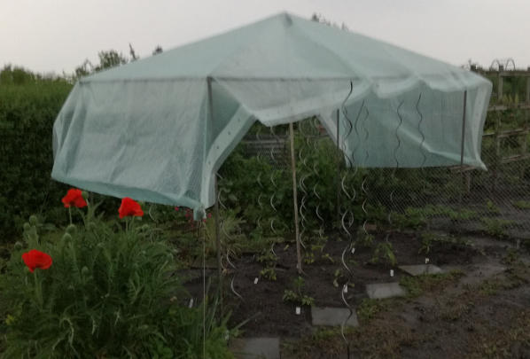 Ueberdachung_fuer_Tomaten.jpg