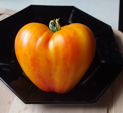 Coeur de boeuf bicolor 2017 488g.jpg