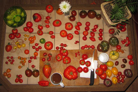 Tomaten_Saatgutgewinnung_Charge_2.jpg