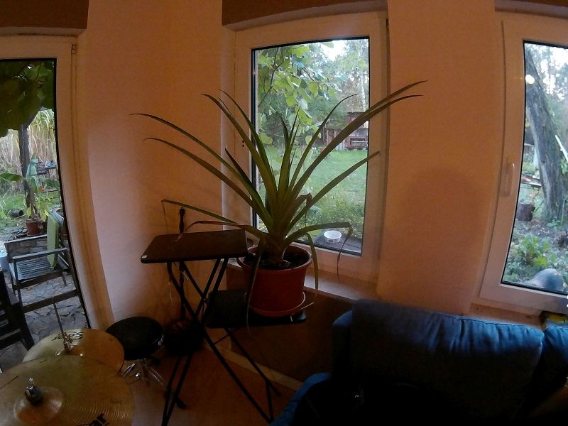 k-7Ananas2.jpg