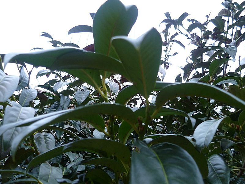 P1100150.JPG