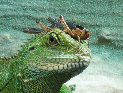 Ich bin der Schönste