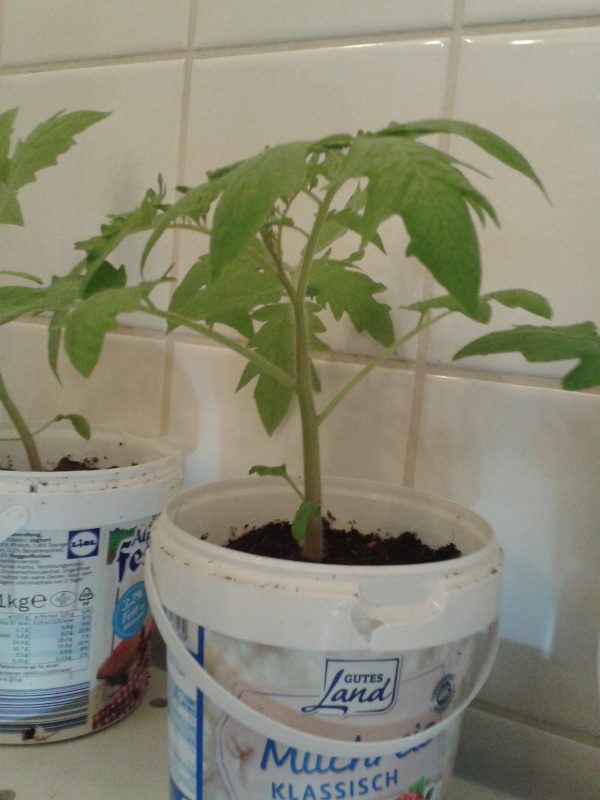 Berner Rose anderer Winkel