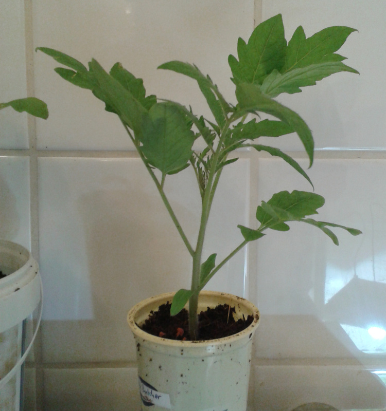 kleine Bloody Butcher