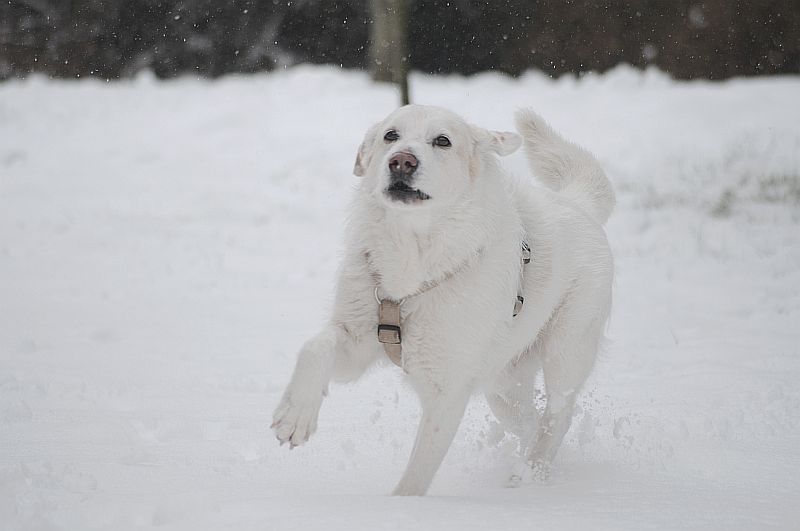 Ostern 2018 dem Hund hat`s nichts ausgemacht