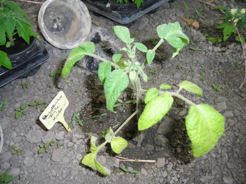 Quelinburger Frühe Liebe