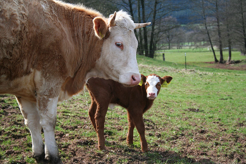 2012-04-10_Kaelbchen.jpg