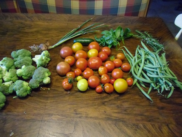 ... die Ernte gestern Abend....