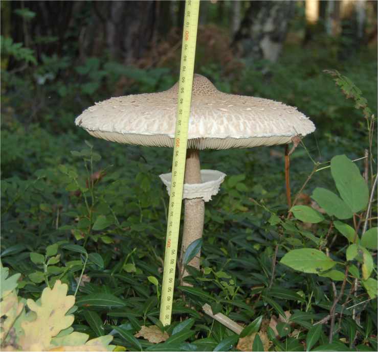 Parasol.jpg