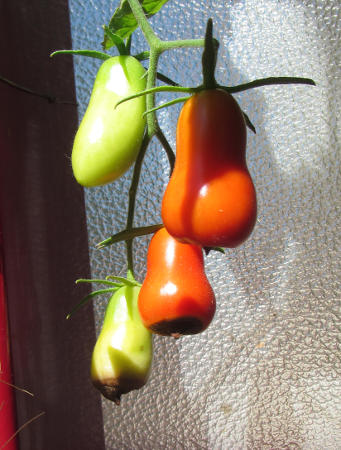 Tomate_Carnica_mit Bluetenendfaeule_1.jpg