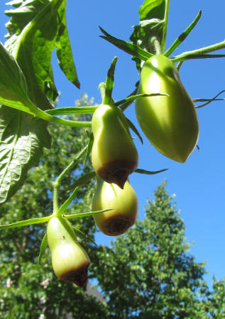 Tomate_Carnica_mit Bluetenendfaeule_2.jpg