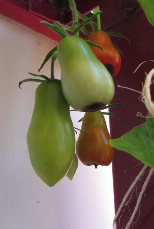 Tomate_Himmelsstuermer_mit Bluetenendfaeule.jpg