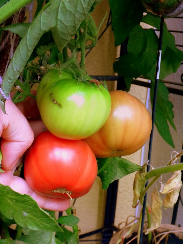 falter 001ay......jpg