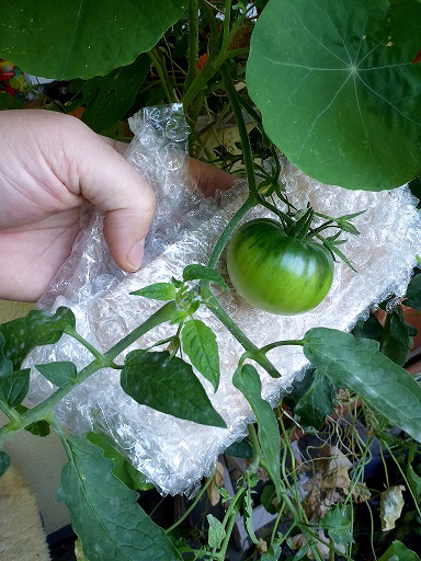 Spitzenbildung an den Blättern