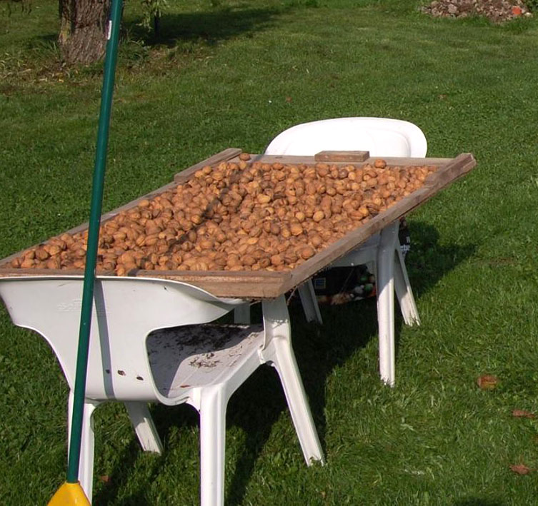 walnüsse trocknen.jpg