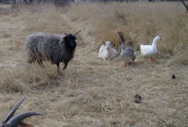 racka1.jpg