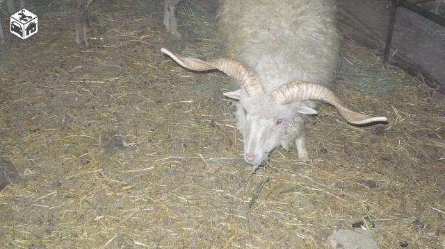 racka_merino.jpg