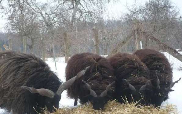 racka2.jpg