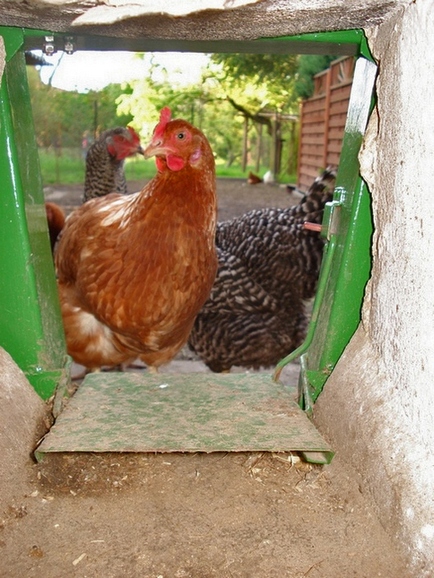 Unsere selbst gebaute Hühnerklappe. Abends wenn die Hühner im Stall sind wird die Klappe von außen geschlossen, sodass von außen keiner mehr rein kommt und sobald das erste Huhn morgens raus will tritt es mit den Füßen auf einen Hebel, der die Tür öffnet. Das erspart das Manuelle öffnen und im Winter ist der Stall nachts Zugluftdicht.