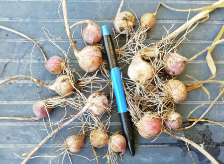 Knoblauch_German_Hardy_Zehen.jpg