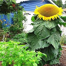 Sonnenblume groß