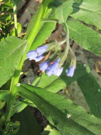 IMG_8249.JPG