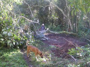 Der Baum musste fallen, da wir einen Unterstand für die Pferde an dieserStelle planen. Ausserdem beschattete er unseren Gemüsegarten zu sehr