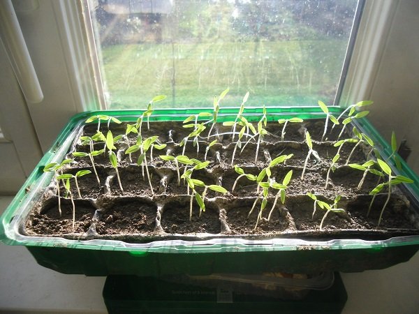 Aussaat am 15.12.2019