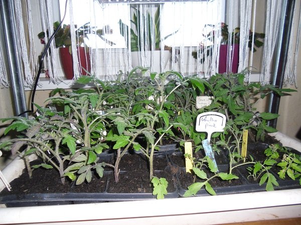 die geretteten Sämlinge