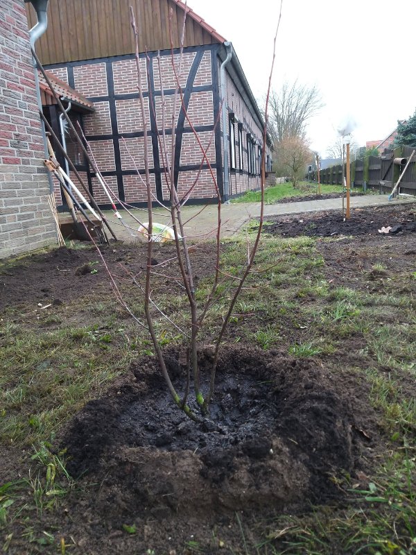 Unser Hausbaum