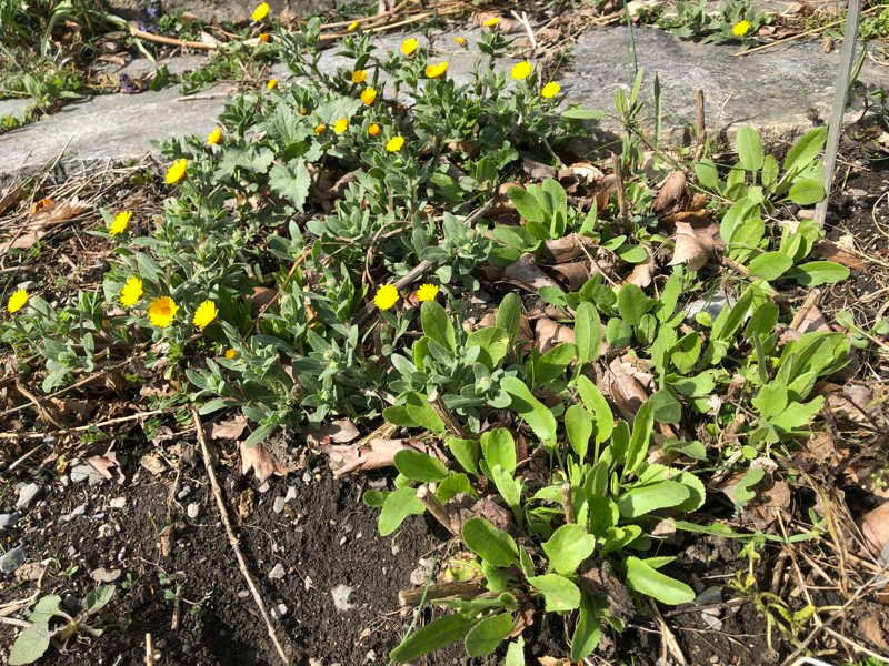 Ackerringelblume (Calendula arvensis), rechts daneben Frauenminze (Tanacetum balsamita)