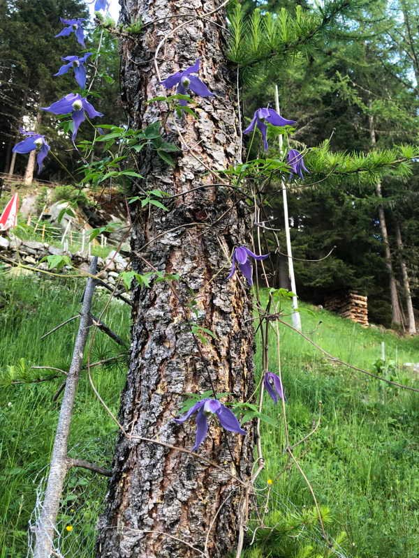 Clematis alpina w.jpg