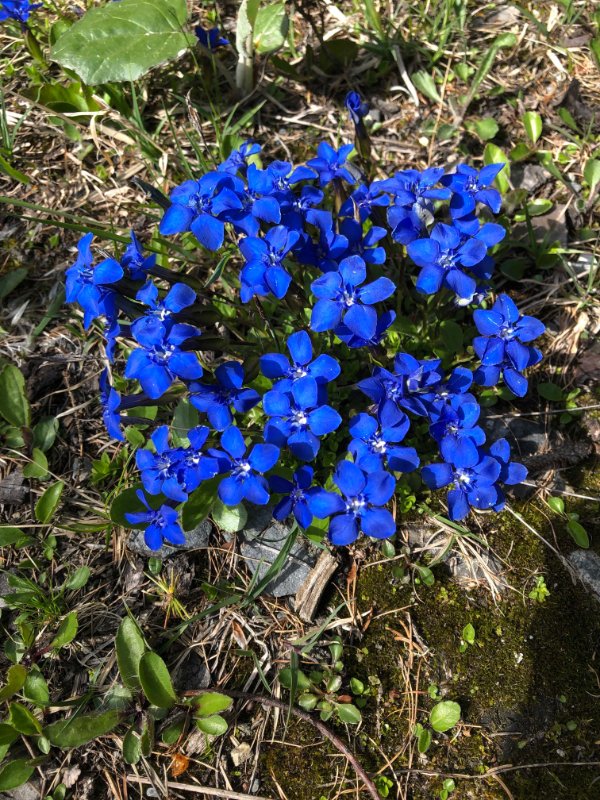 Gentiana verna w.jpg