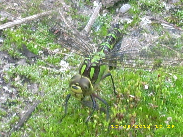 Bild 155.jpg