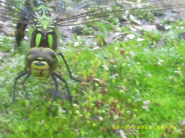 Bild 158.jpg
