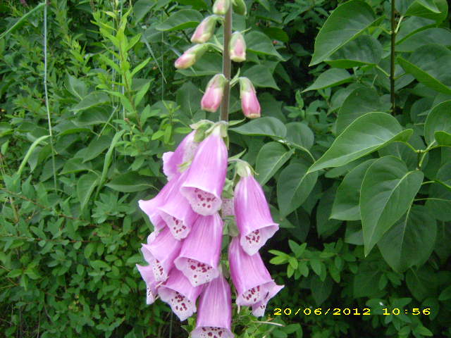 Bild 067.jpg