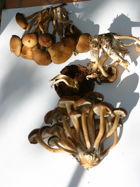 k-stockschwämmchen.JPG