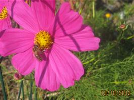 cosmea.jpg