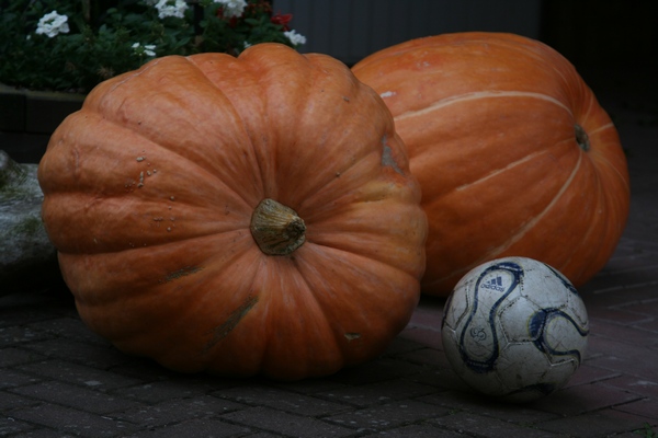 IMG_6323b.JPG
