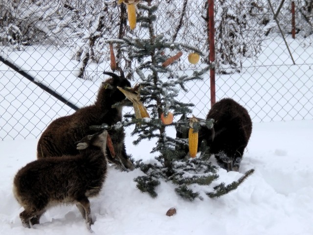 WEIHNACHTEN 2010 ; Bock August und seine FrAuen